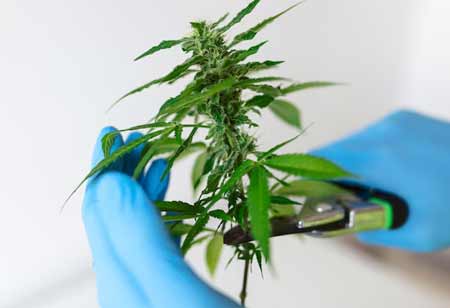 Key Drivers Behind High Performance in Cannabis Markets