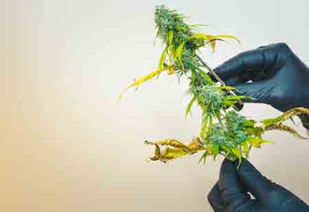 Advanced Techniques Driving Faster Cannabis Extraction